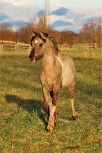 Makani auf dem Feld