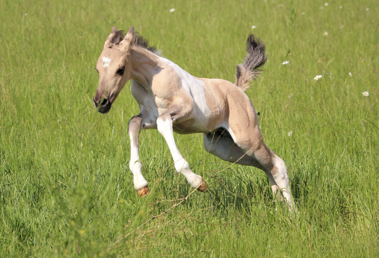 Pferd springt in freier Wildbahn