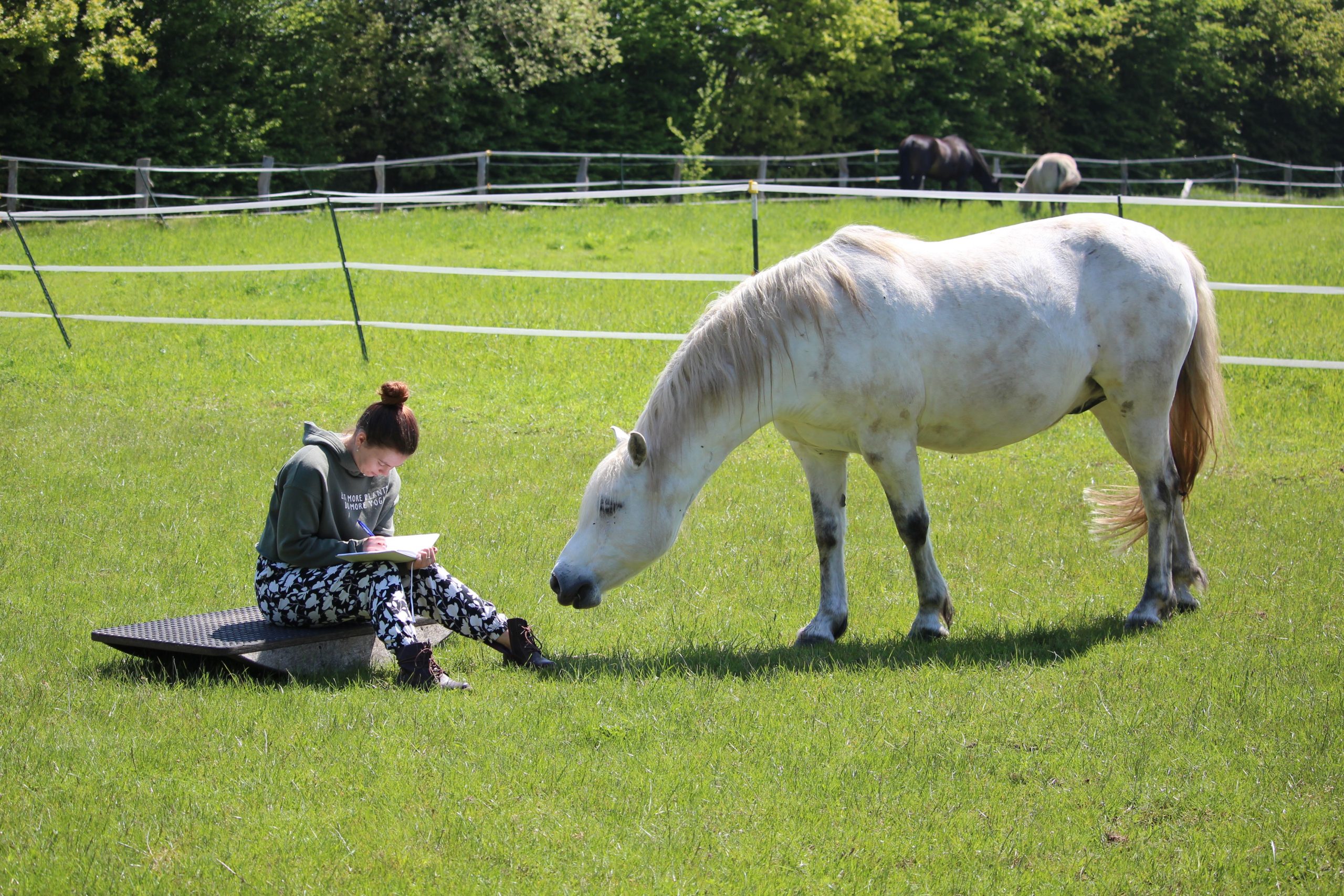 Weißes Pony steht auf der Wiese und seine Besitzerin sitzt vor ihm auf dem Boden