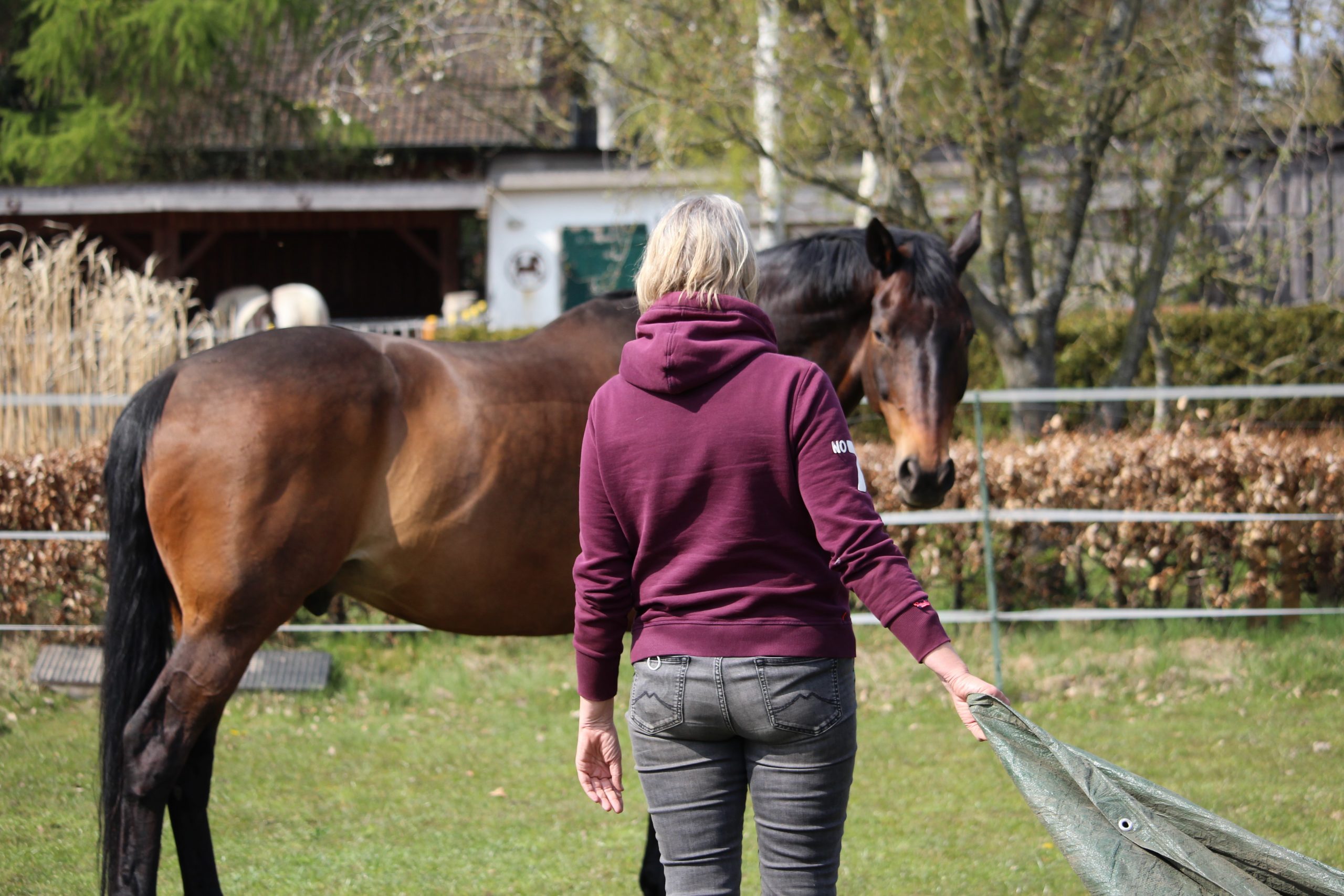 Braunes Pferd mit seiner Besitzerin auf der Koppel