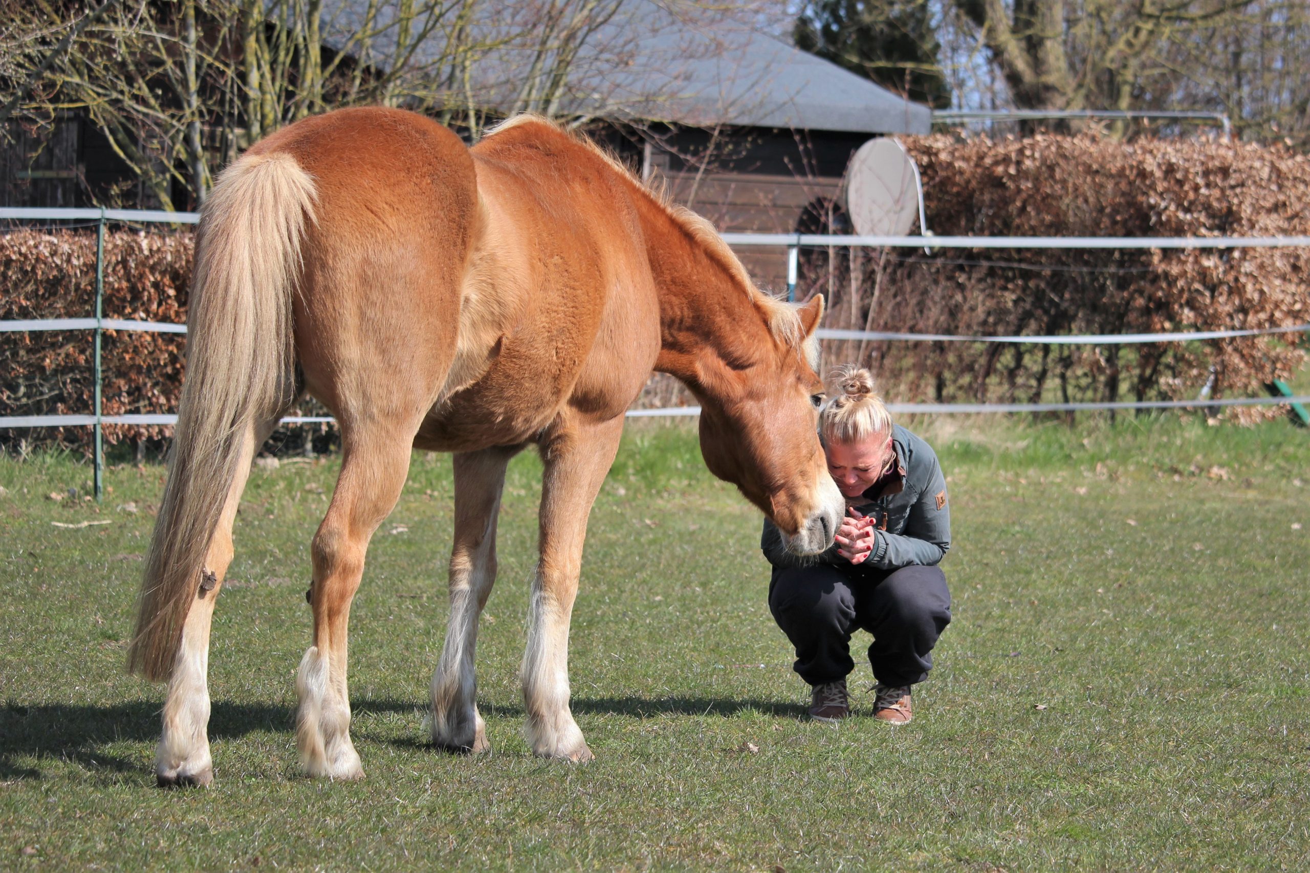 Haflinger Wallach mit seiner Besitzerin auf der Koppel
