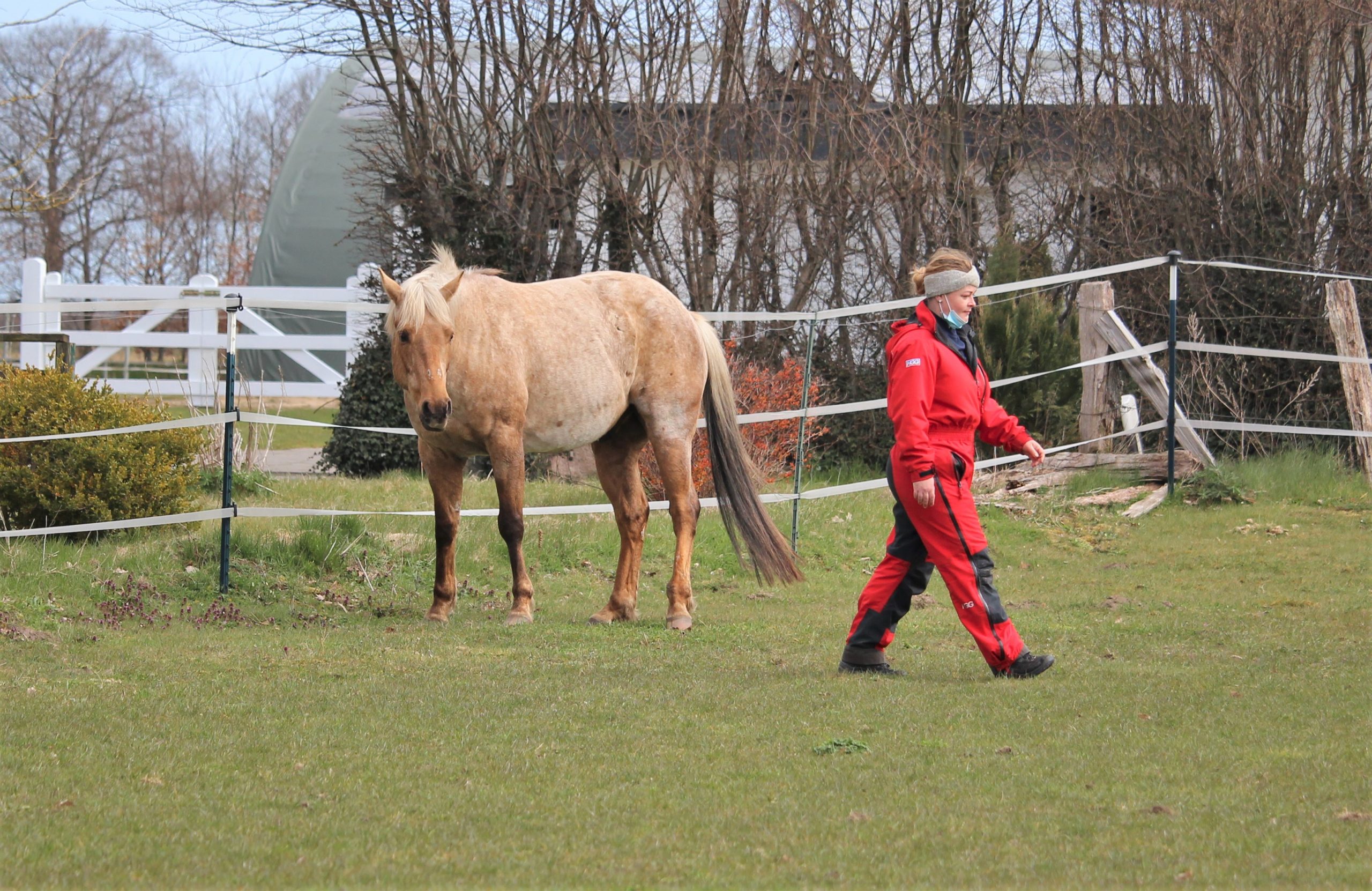 Pferd mit seiner Besitzerin auf der Wiese