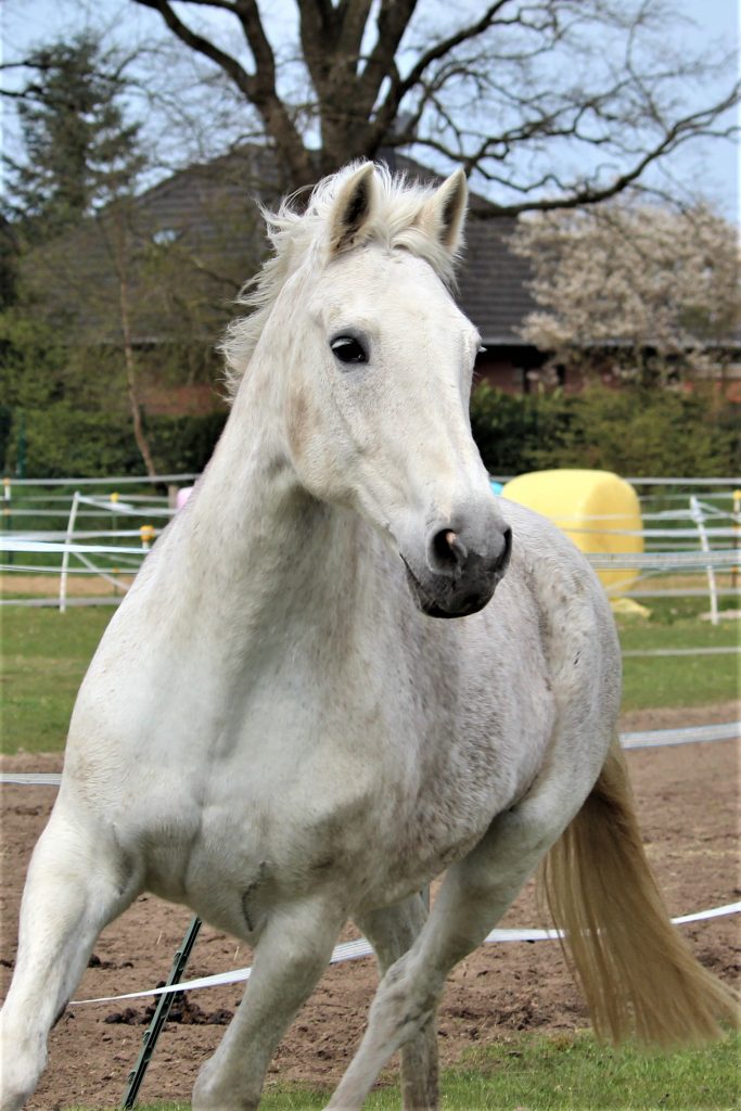 Weißes galoppierendes Pferd