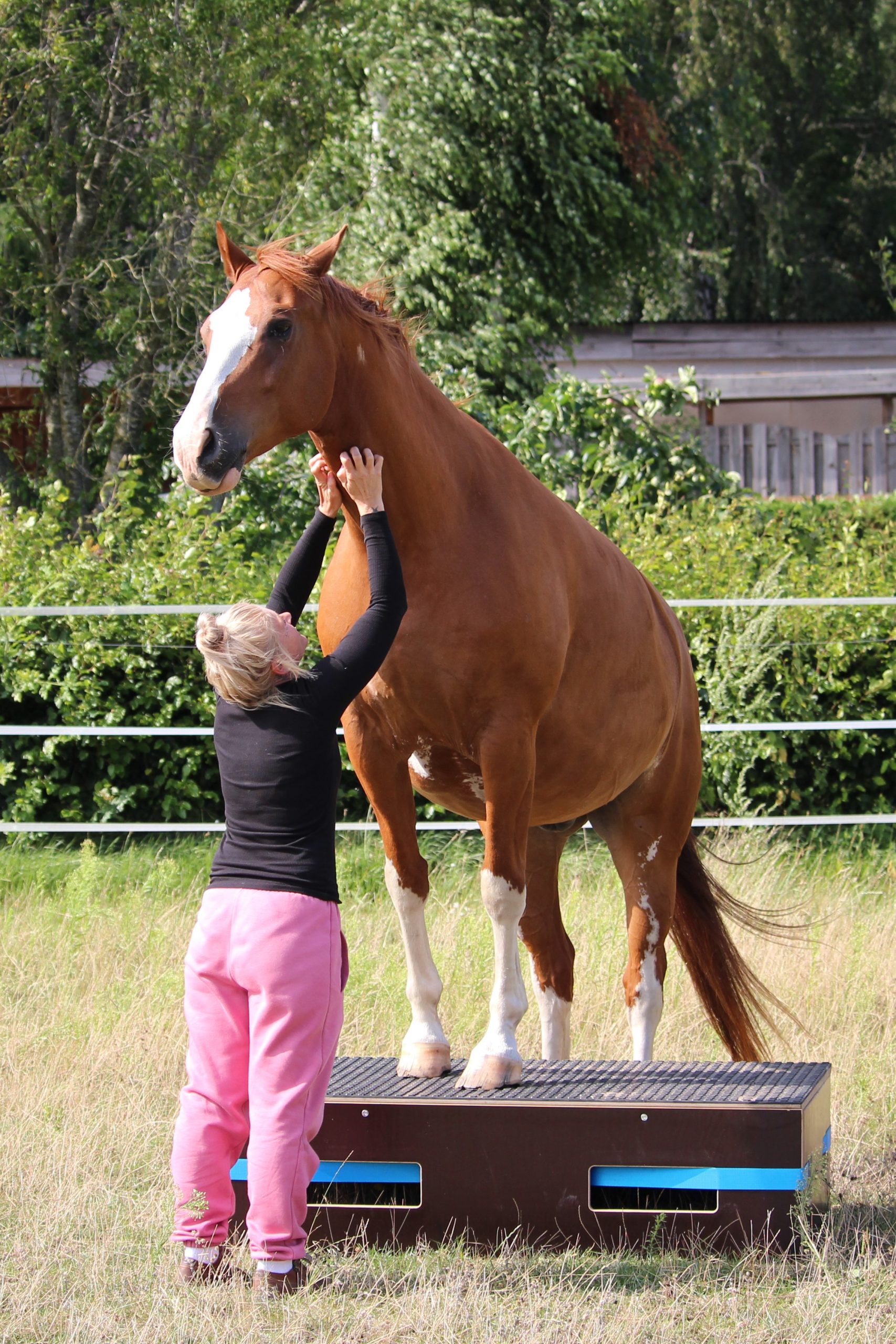 Podest für Pferd Pferdepodest
