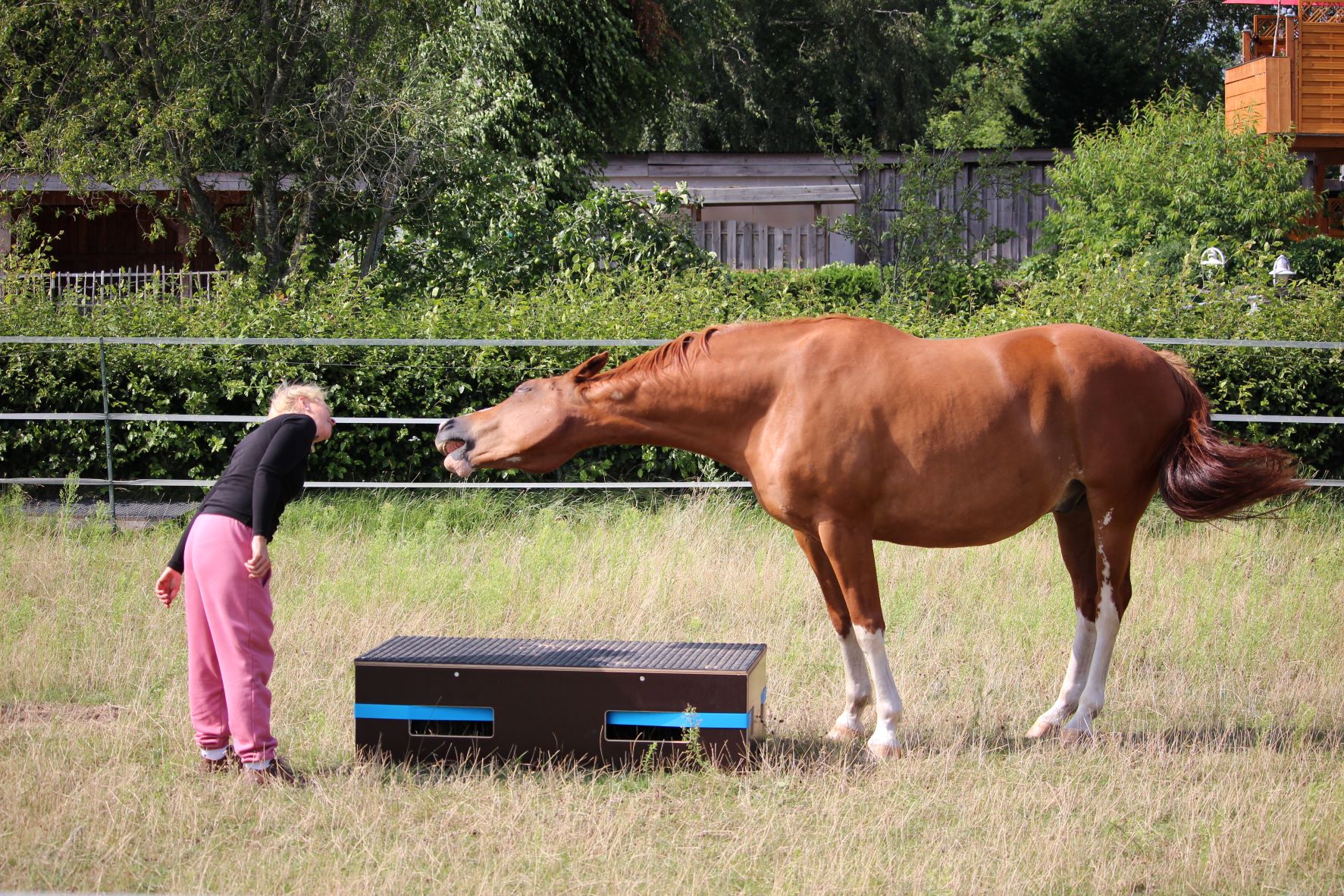 Fuchsfarbenes Pferd macht Quatsch mit seiner Besitzerin