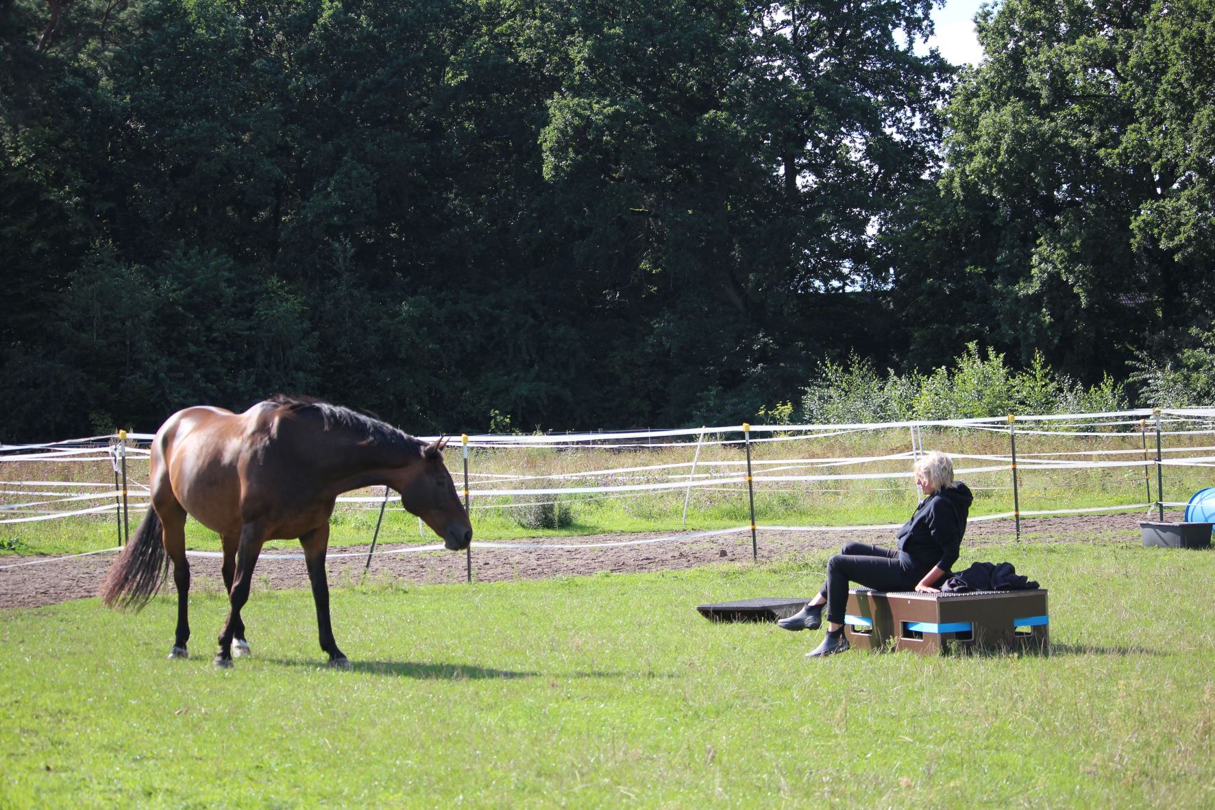 Tierkommunikation zwischen Mensch und Pferd