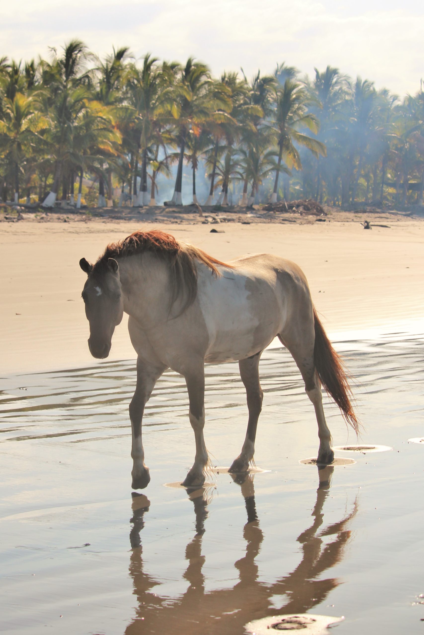 horse communication